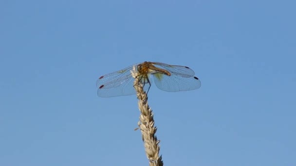 La libellule, assise sur une tige d'herbe contre un étang .