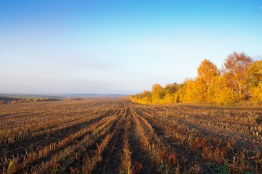 Mavi gökyüzünün altında sonbahar tarlası