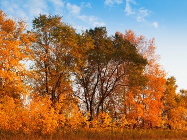 Ağaçlı sonbahar manzarası