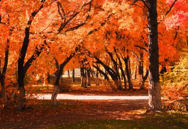 Autumn alley.