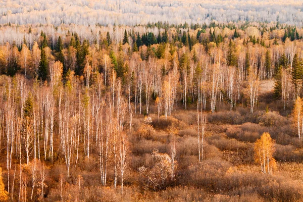 Барвисті осінні дерева в лісі . — стокове фото