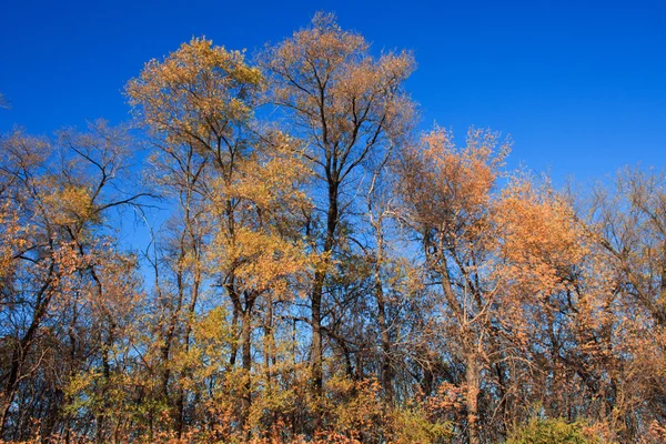Höstens landsape med träd — Stockfoto