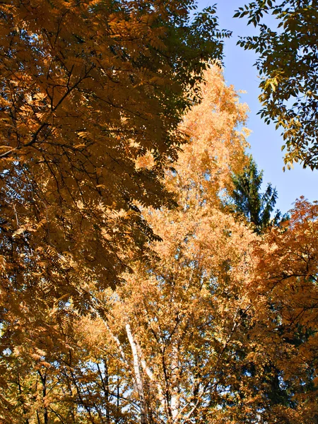 Höstpark. — Stockfoto