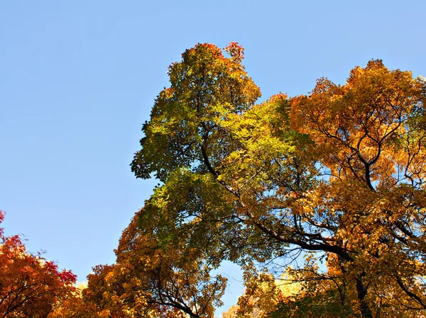 Autumnal ornament — Stock Photo, Image