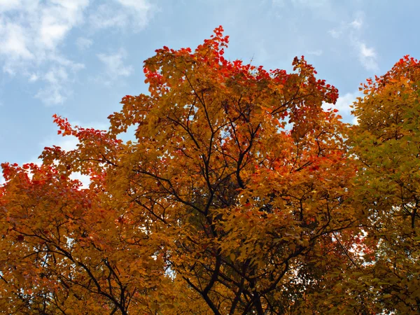 Autumnal ornament. — Stock Photo, Image