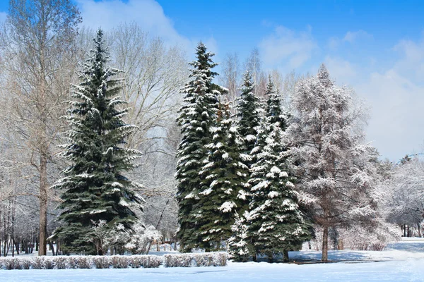 Winterpark in de sneeuw. — Stockfoto