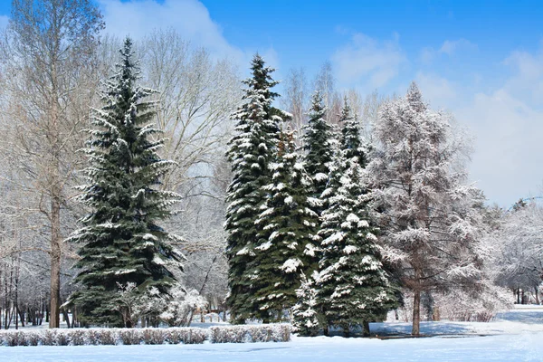 Parque de inverno na neve. — Fotografia de Stock