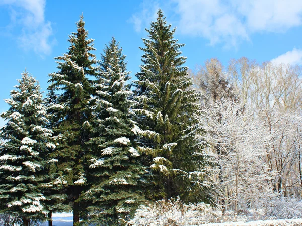 雪の冬の公園. — ストック写真