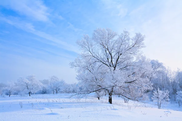 Paesaggio invernale con alberi bianchi ricoperti di gelo — Foto Stock