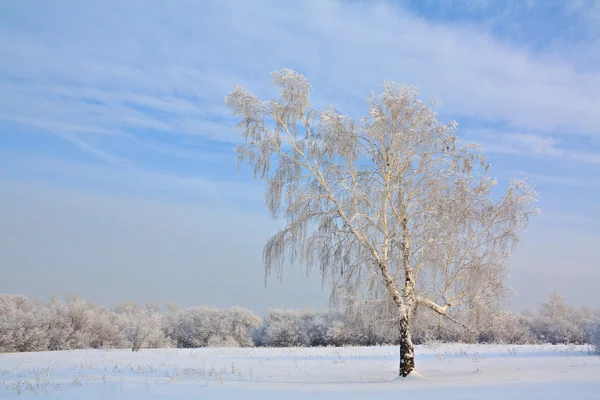 孤独なツリーと雪のフィールドと冬の風景. — ストック写真