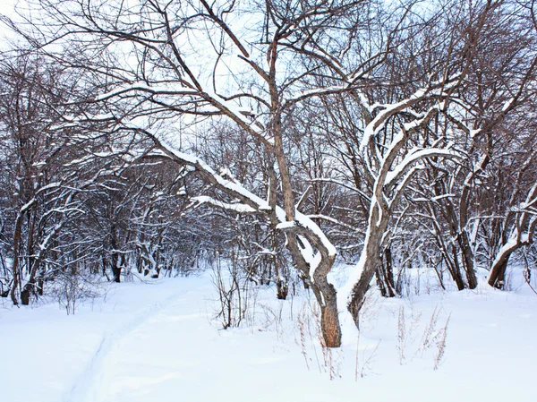 Walking path in a park in early winter. — Stock Photo, Image