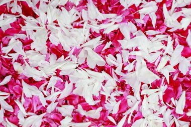 Kırmızı ve beyaz petal arka plan.