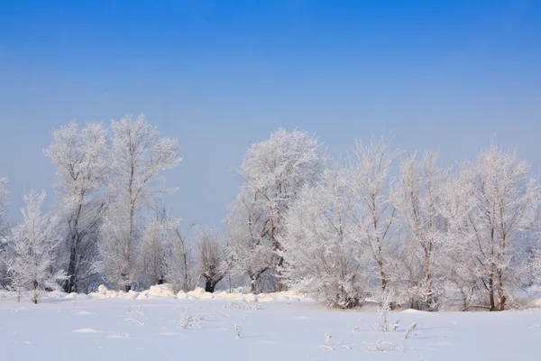 Winterlandschap met bomen en sneeuw. — Stockfoto