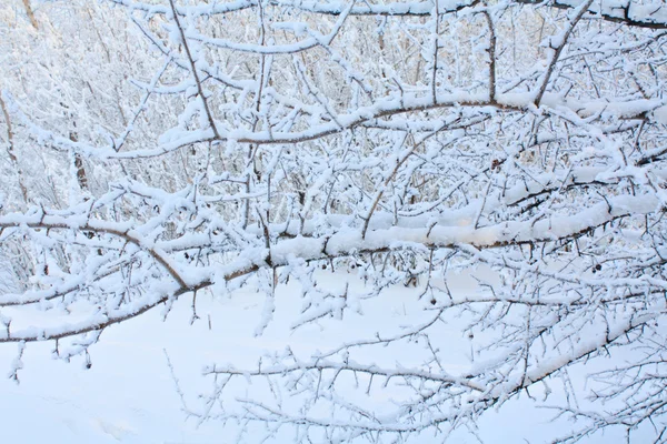 Pokryte śniegiem drzewo gałąź. — Zdjęcie stockowe
