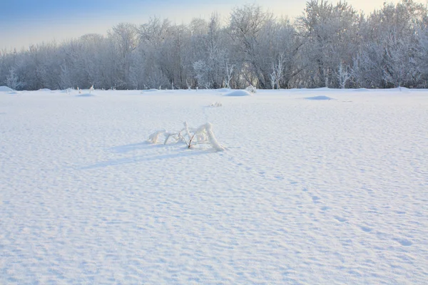 Paisaje invernal con árboles y rastros en la nieve —  Fotos de Stock