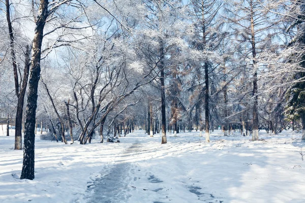 Walking path in a park in early winter — Stock Photo, Image