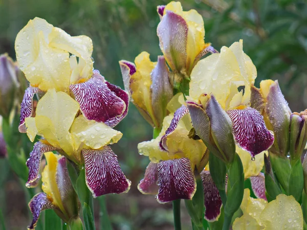 Yellow irises blossoming in a garden — Stock Photo, Image