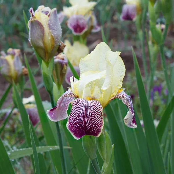 Iris çiçeği bir bahar gününde yakın çekim — Stok fotoğraf