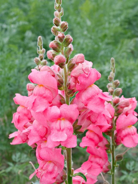 Fermer fleurs roses printanières dans un jardin . — Photo