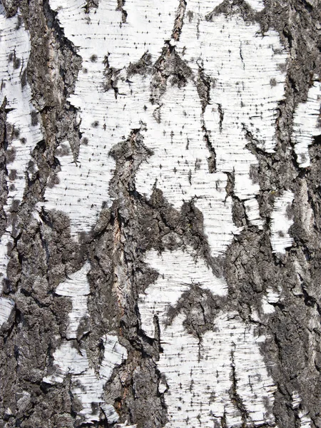 Nahaufnahme Textur der Rinde einer Birke — Stockfoto
