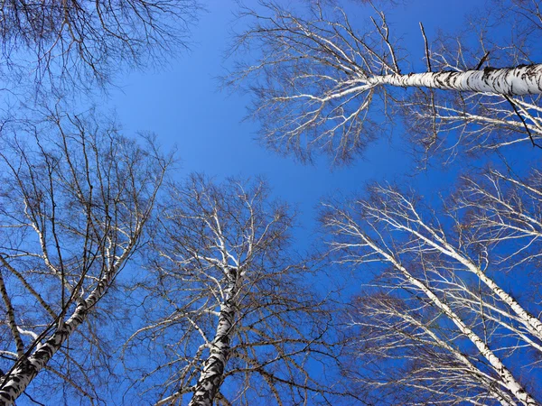 春の空のに対して白樺の木のてっぺん — ストック写真