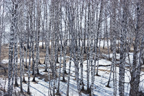 Birchwood w słoneczny dzień wiosny — Zdjęcie stockowe