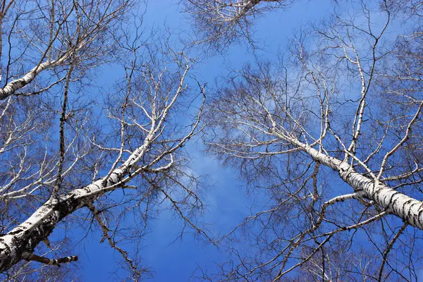 The tops of the birch trees against of the blue sky in spring — Stock Photo, Image