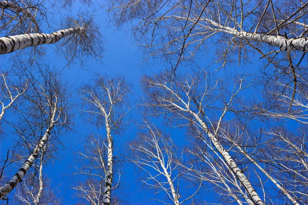 Guardando il cielo nella foresta primaverile in primavera Foto Stock Royalty Free