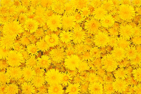 Beautiful background from yellow flowers — Stock Photo, Image