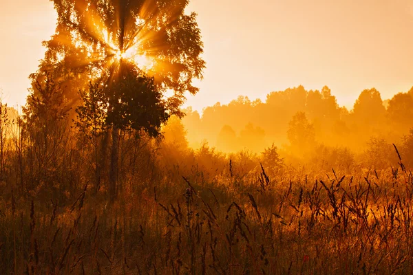 Sunshine shine through tree branches at sunrise. — Stockfoto