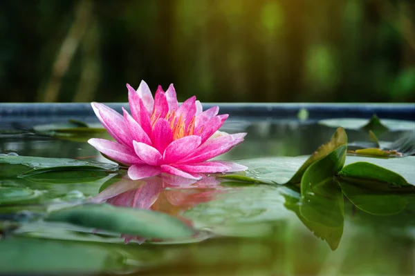 Bella Loto Rosa, pianta acquatica con riflesso in uno stagno — Foto Stock