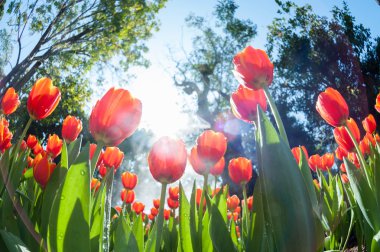 Kırmızı lale Bahçe balık göz perspektif içinde