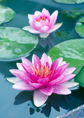 Güzel pembe lotus, nilüfer