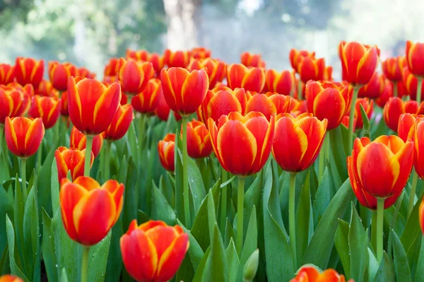 Jardim de tulipa vermelha — Fotografia de Stock
