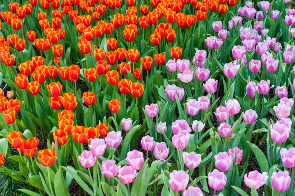 Jardim de tulipas vermelho e rosa — Fotografia de Stock