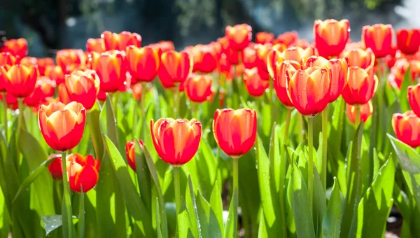 Jardim de tulipa vermelha — Fotografia de Stock
