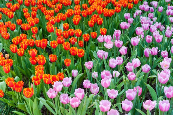 Jardim de tulipas vermelho e rosa — Fotografia de Stock