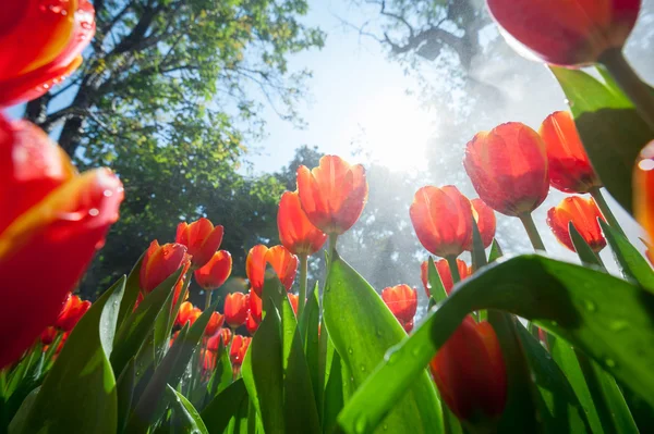Red tulipa jardim perspectiva vista de formiga olho — Fotografia de Stock