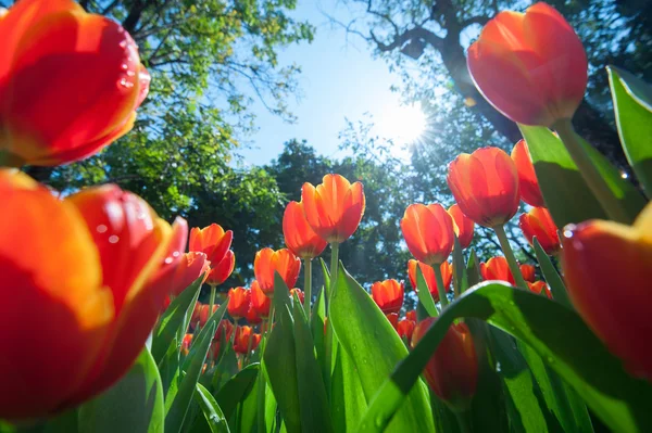 Red tulipa jardim perspectiva vista de formiga olho — Fotografia de Stock