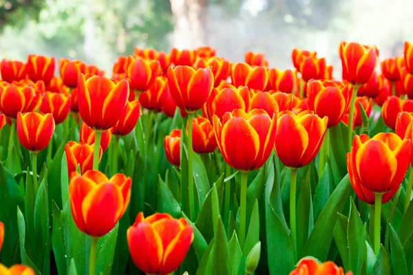 Campo de flores de tulipa — Fotografia de Stock