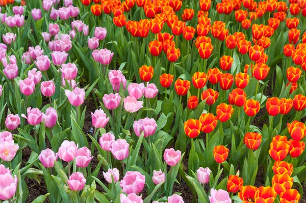 Campo de flores de tulipa vermelha e rosa — Fotografia de Stock