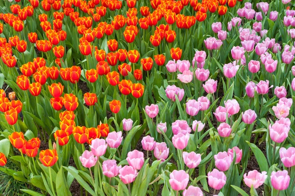 Campo de flores de tulipa vermelha e rosa — Fotografia de Stock
