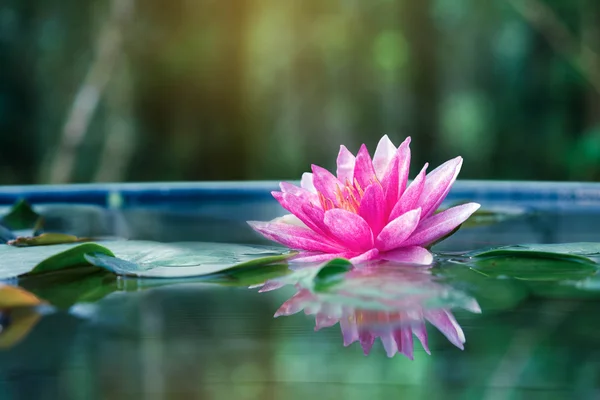Vacker rosa Lotus, vattenväxt med reflektion i en damm — Stockfoto