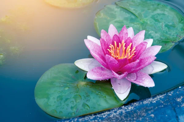 Beautiful Pink Lotus, water lily — Stock Photo, Image