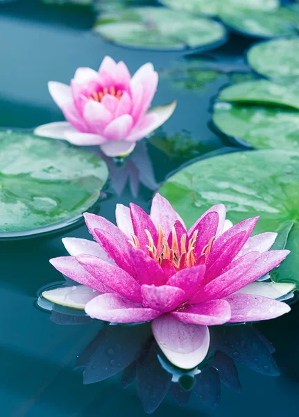 Närbild av vackra rosa Lotus, näckros — Stockfoto