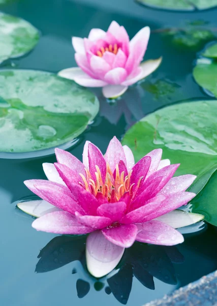 Hermoso loto rosa, lirio de agua —  Fotos de Stock