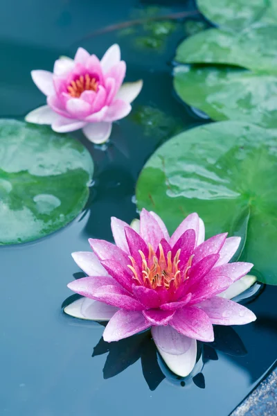 Lótus rosa bonito, lírio de água — Fotografia de Stock