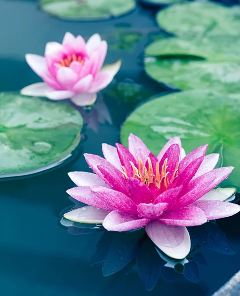 Lótus rosa bonito ou lírio de água na lagoa — Fotografia de Stock