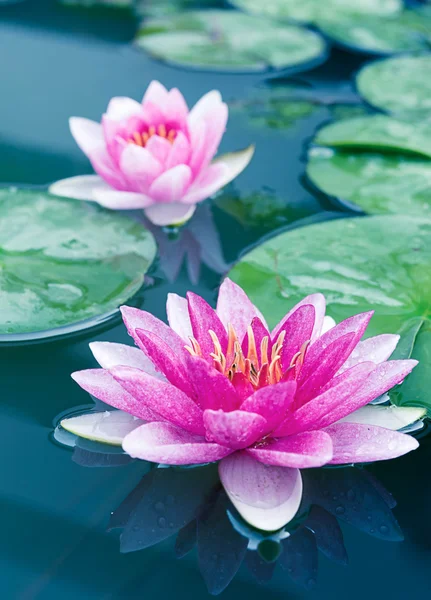 Закрыть красивый розовый лотос, водяная лилия — стоковое фото