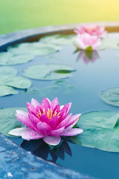 Close up linda rosa Lotus, lírio de água — Fotografia de Stock